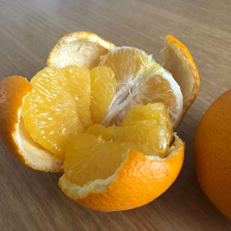 佐藤さん家の有機はっさく5kg(佐賀県産・サイズM～3L)_s22