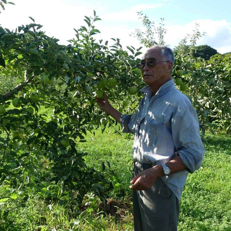 無農薬りんご２kg(青森県産)(家庭用)(有機栽培同等)_s26