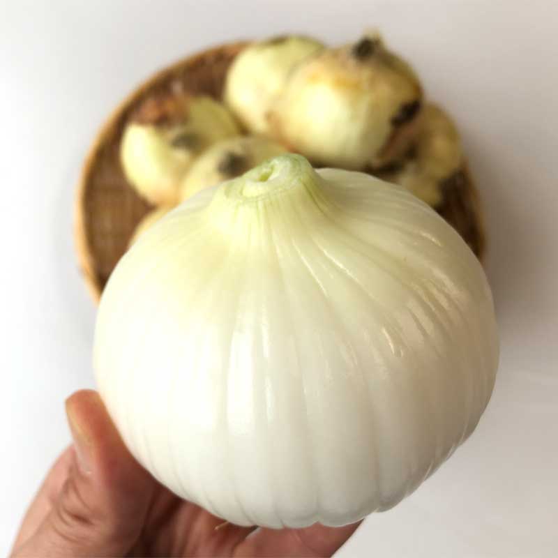 塩たまちゃん5kg(熊本県産)_s26