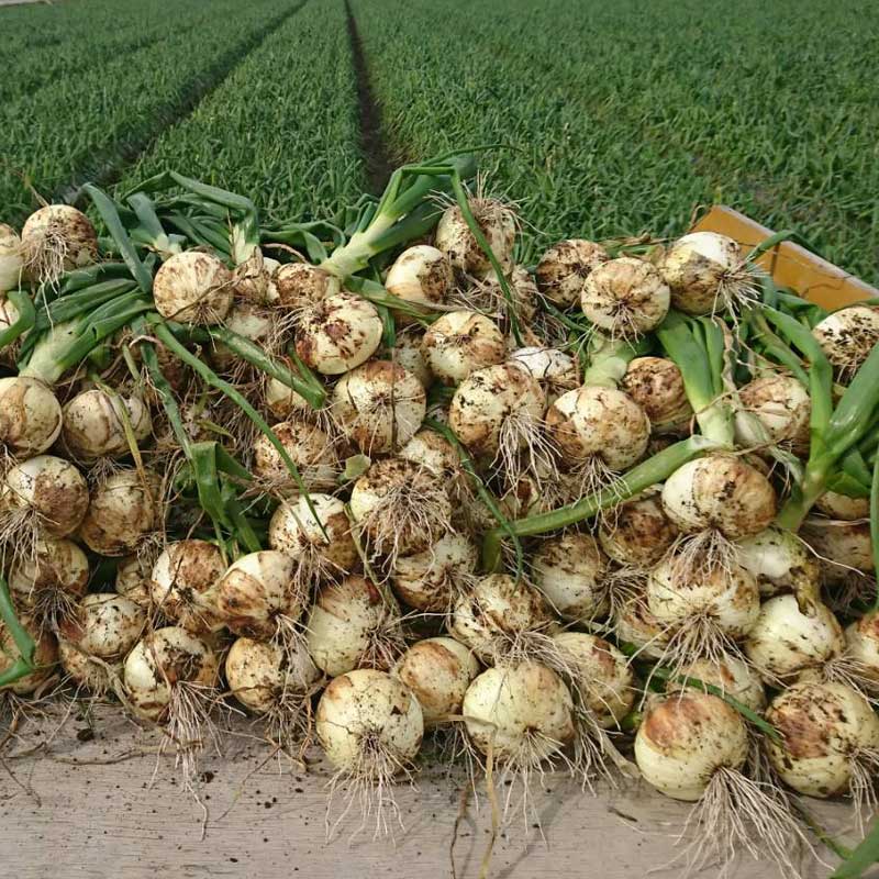 塩たまちゃん5kg(熊本県産)_s26