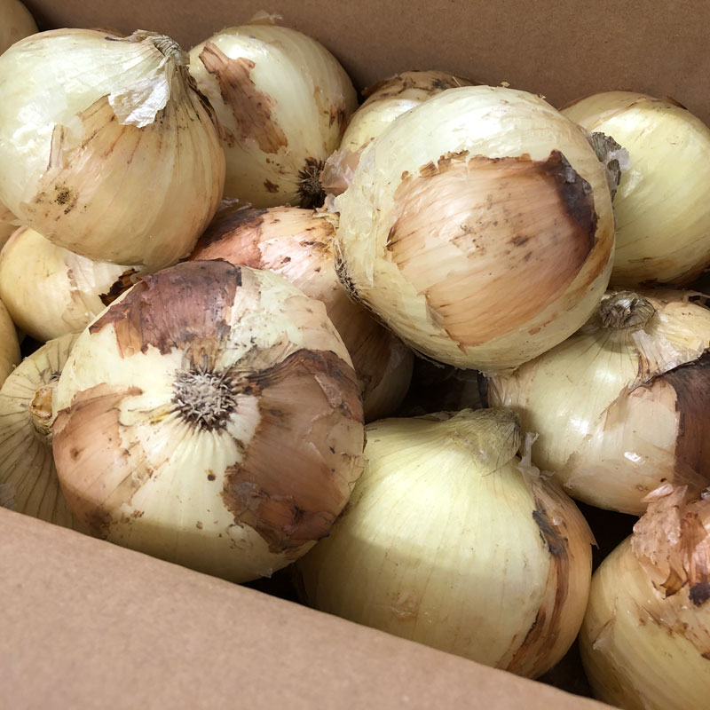 塩たまちゃん5kg(熊本県産)_s26