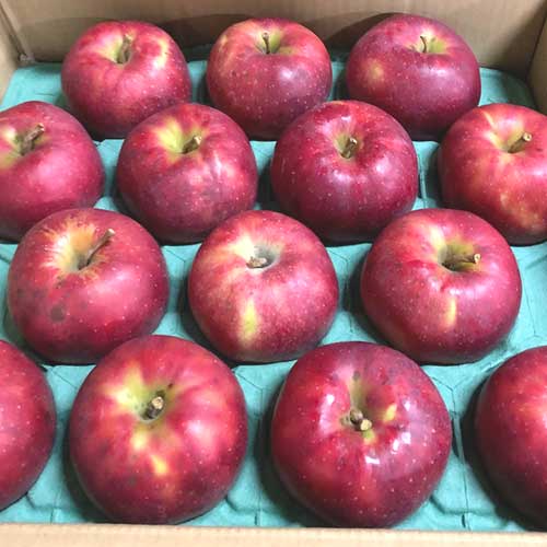 無農薬りんご10kg(青森県産)(家庭用)(有機栽培同等)_s26