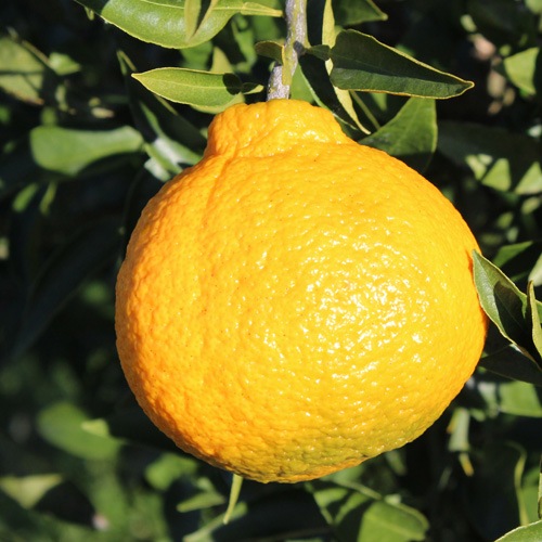 佐藤さん家の有機不知火6kg(サイズM～2L)(佐賀県産)＜数量限定＞_s22