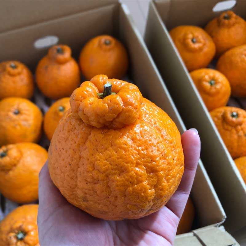 佐藤さん家の有機不知火6kg(サイズM～2L)(佐賀県産)＜数量限定＞_s22