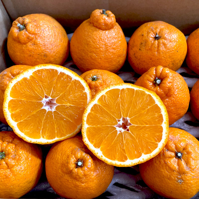 佐藤さん家の有機不知火6kg(サイズM～2L)(佐賀県産)＜数量限定＞_s22