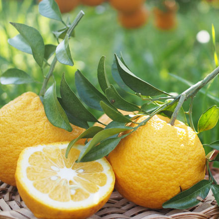 佐藤さん家の有機甘夏9kg(サイズM~3L)(佐賀県産)_s22