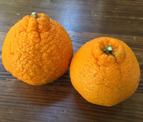 佐藤さん家の有機不知火3kg(サイズM～2L)(佐賀県産)＜数量限定＞_s22