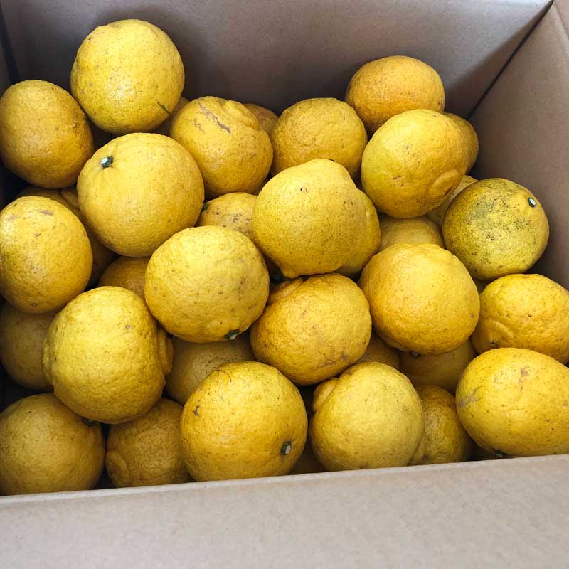 愛媛県 無茶々園のはるか7kg_s50