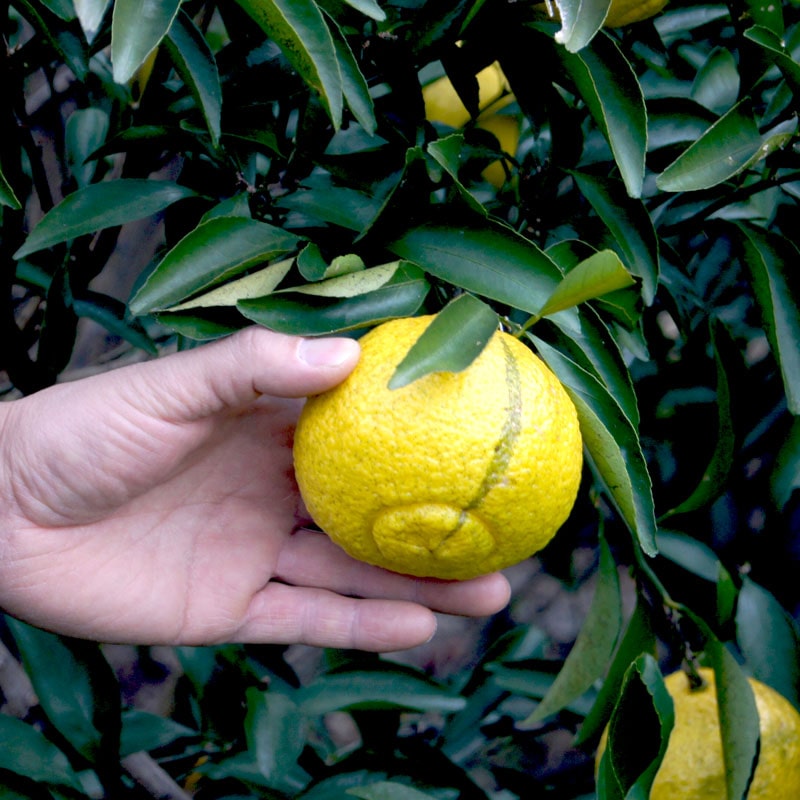 愛媛県 無茶々園のはるか7kg_s50