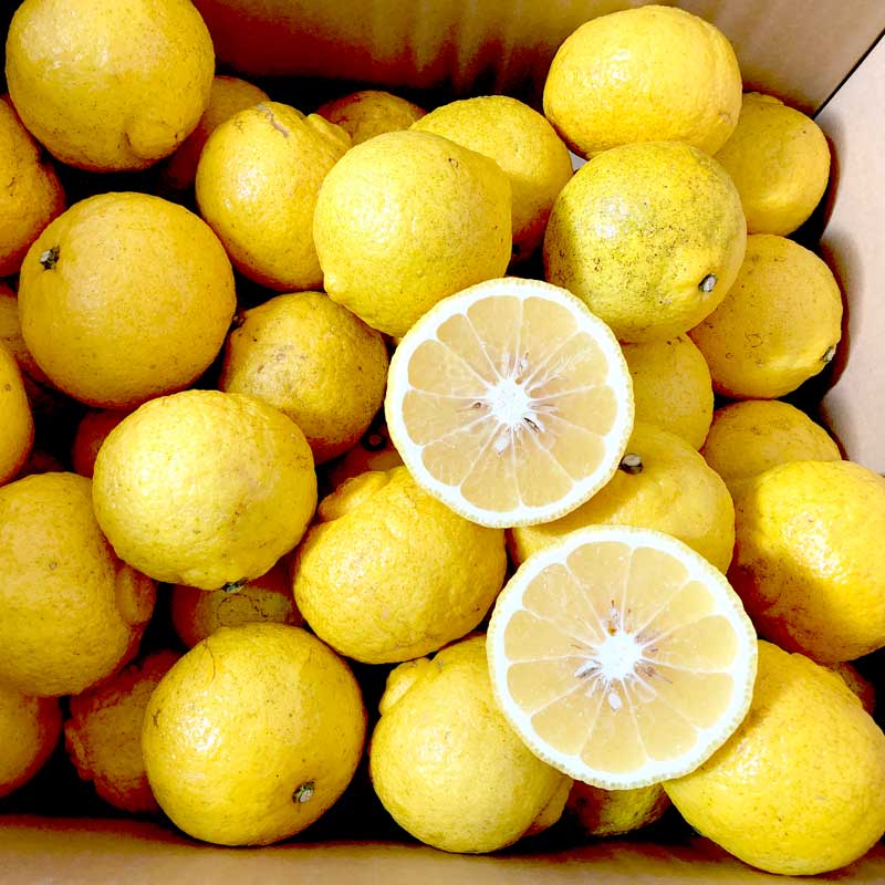 愛媛県 無茶々園のはるか7kg_s50