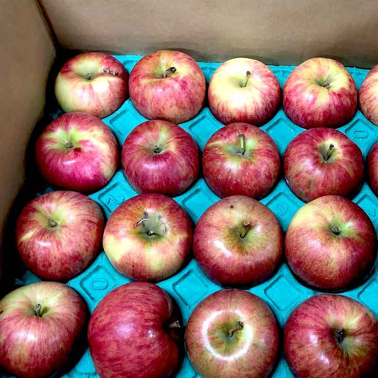 [定期購入]ジュース用りんご10kg(青森県産)_s26