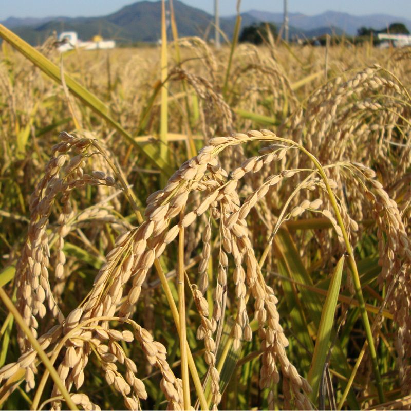 個数選べる 米沢郷牧場の杵つき生もち 白角餅_s70