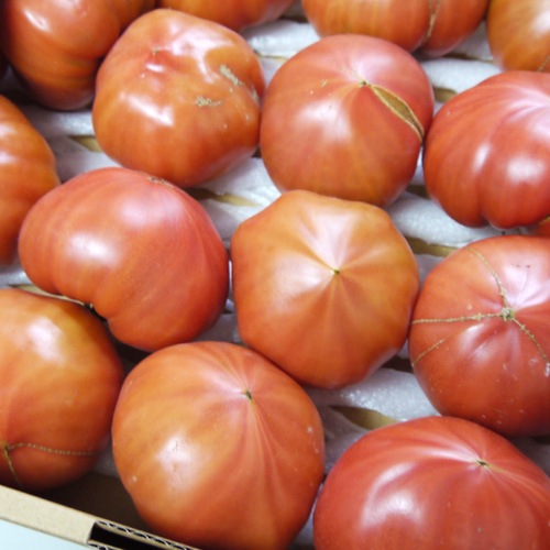 わけあり純情ハート2kg(糖度7度以上)たかしまフルーティトマト(数量限定)_s28