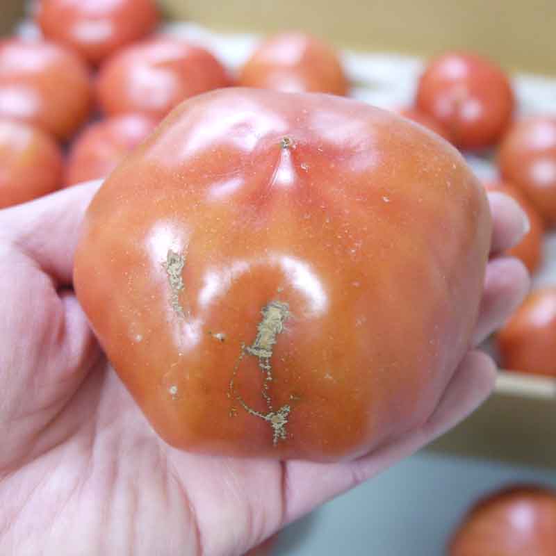 わけあり純情ハート2kg(糖度7度以上)たかしまフルーティトマト(数量限定)_s28