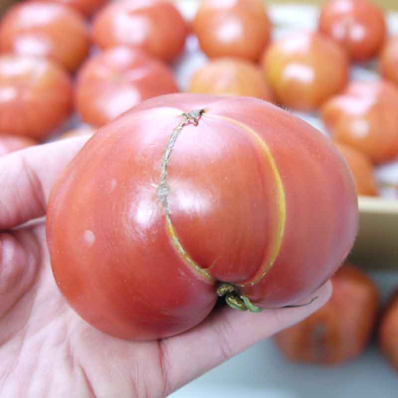 わけあり情熱ハート2kg(糖度8度以上)たかしまフルーティトマト_s28