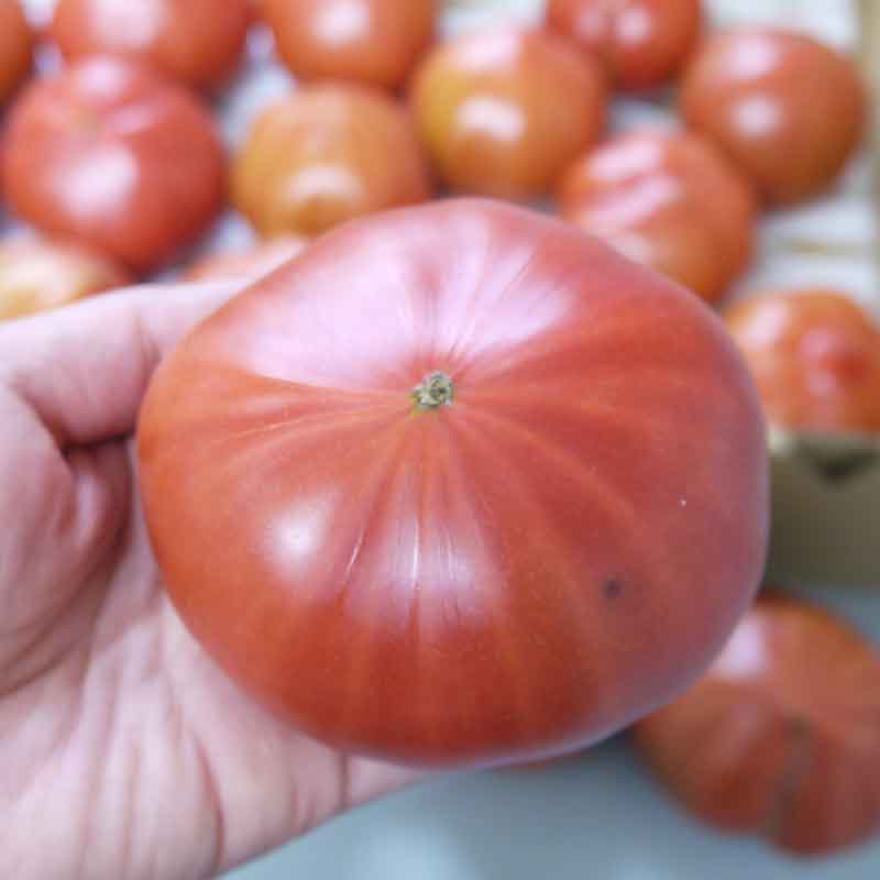 わけあり情熱ハート2kg(糖度8度以上)たかしまフルーティトマト_s28