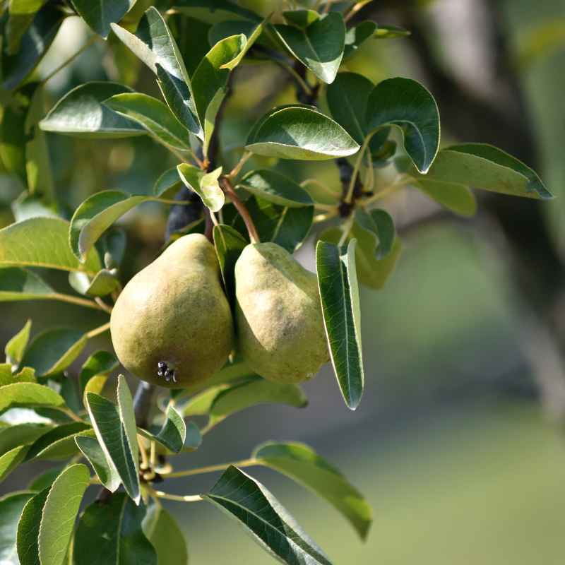 米沢郷の洋梨 ラ・フランス 3kg(山形県産)_s70