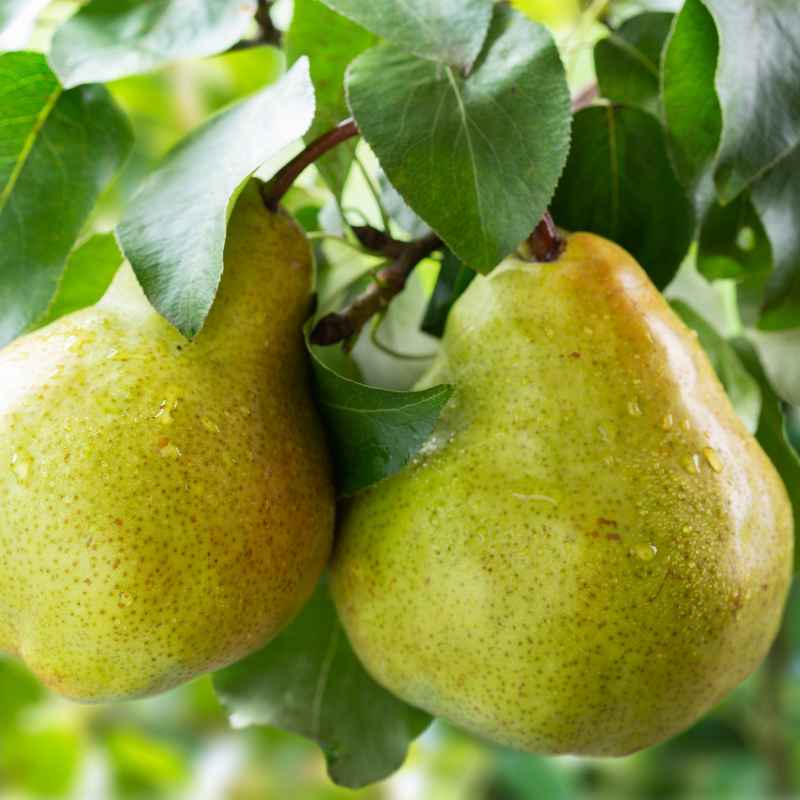 米沢郷の洋梨 ラ・フランス 3kg(山形県産)_s70