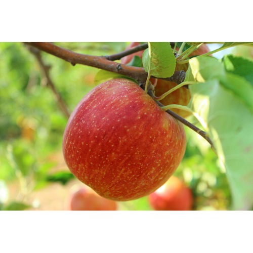 福士さんのりんご特選弘前ふじ5kg(青森県産)_s25