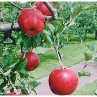 福士さんのりんご特選サンジョナゴールド10kg(青森県産)_s25