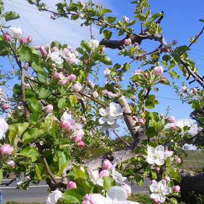 福士さんのりんご特選サンジョナゴールド5kg(青森県産)_s25