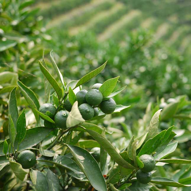 【数量限定】愛媛県無茶々園のプチグリーン1.5kg（摘果みかん・青みかん）_s50