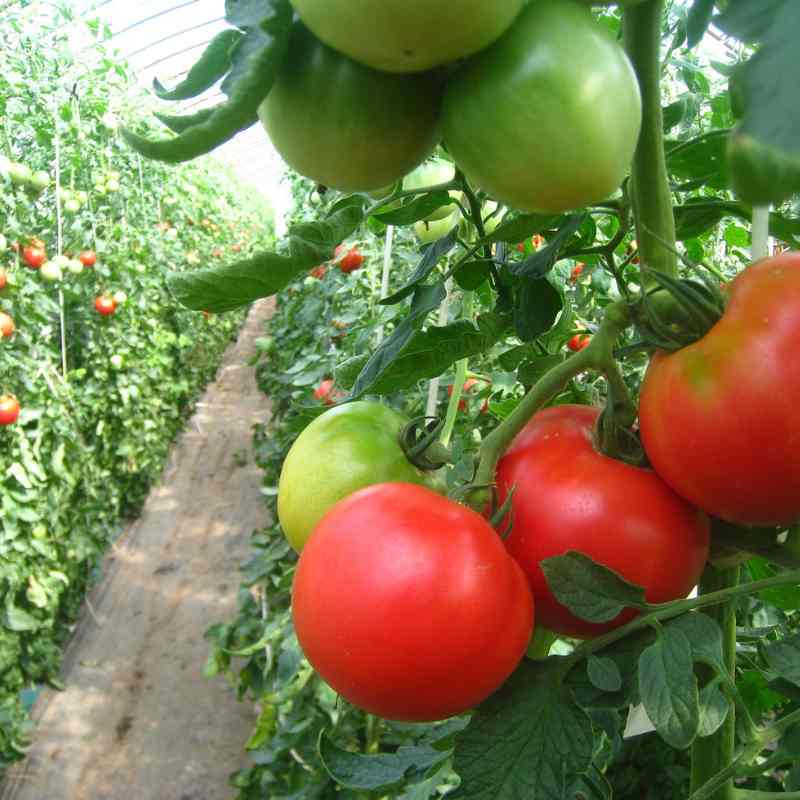 [お試し]有機生活のトマトジュース（無塩）1000ml×2本(おひとり様一回限り)_s10