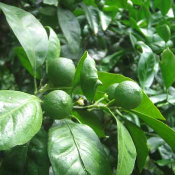 【数量限定】愛媛県無茶々園のプチグリーン6kg(摘果みかん・青みかん)_s50