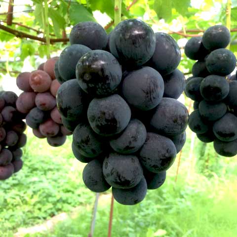 米沢郷のぶどう ピオーネ２ｋｇ(山形産)_s70