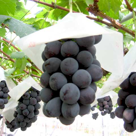 米沢郷のぶどう ピオーネ２ｋｇ(山形産)_s70