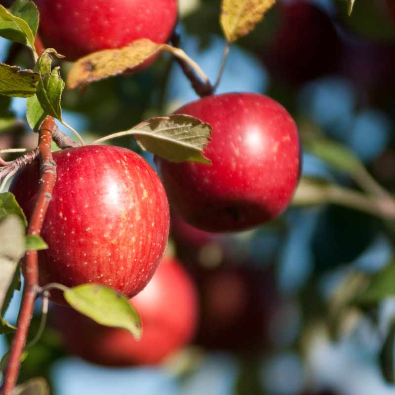 米沢郷のりんご ふじ5kg(山形県産)_s70