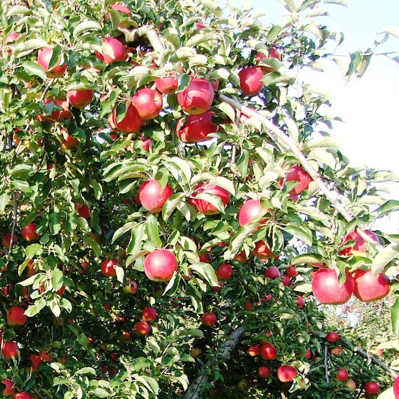 米沢郷のりんご　ふじ5kg(山形県産)_s70