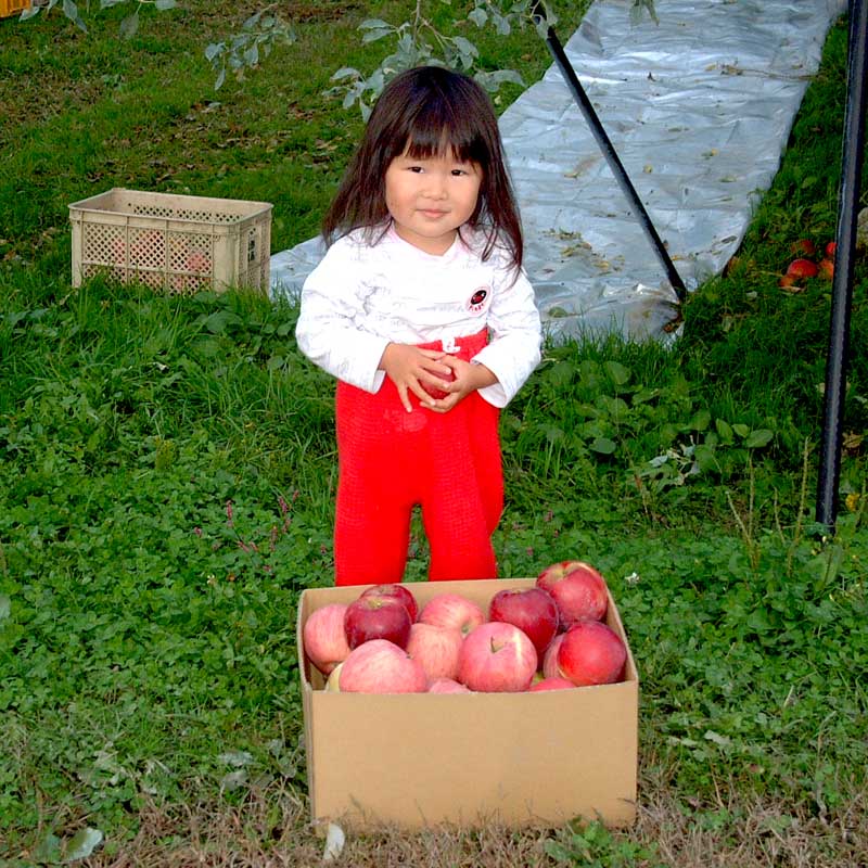 米沢郷のりんご　ふじ5kg(山形県産)_s70