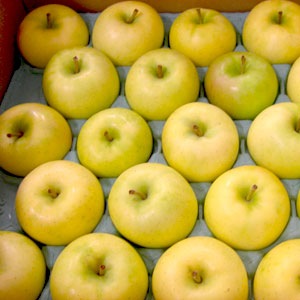 [お試し]ジュース用りんご2kg／5kg(青森県産)_s26