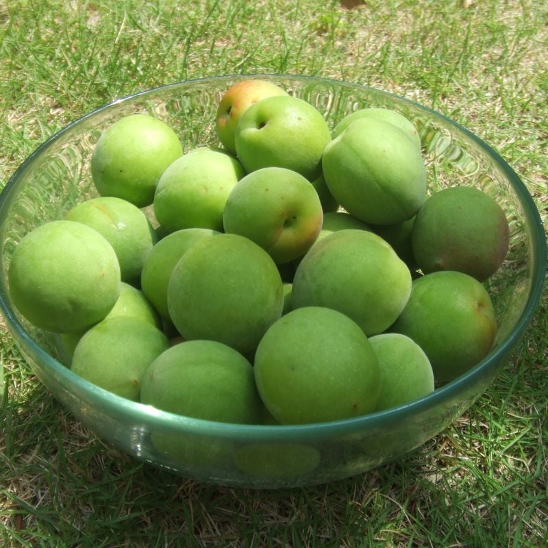 王隠堂農園の青梅２kg(梅酒・ジュース用)_s40