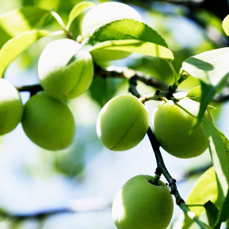 王隠堂農園の青梅２kg(梅酒・ジュース用)_s40