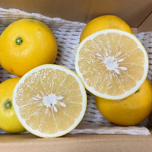 【家庭用】国産グレープフルーツ月夜実4kg_s25