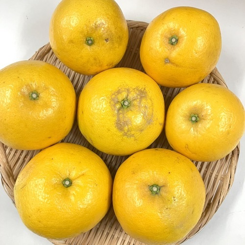 【家庭用】国産グレープフルーツ月夜実4kg_s25