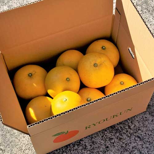 国産グレープフルーツ月夜実3kg_s25