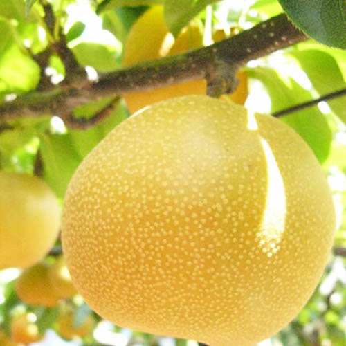 [数量限定]プレミアムフルーツ産直便【8%off】【全4回お届け】_s25