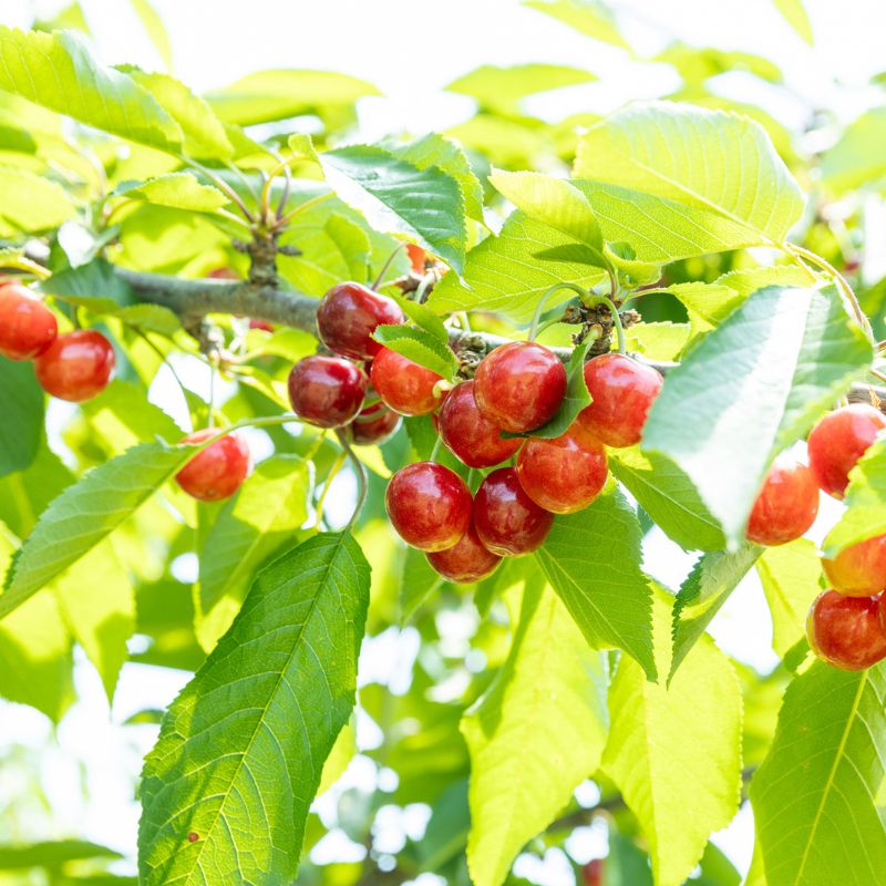 山形の完熟さくらんぼ 紅秀峰(バラ詰 1kg)_s70