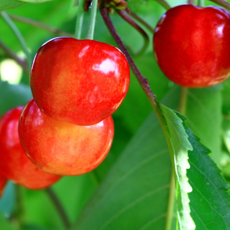 山形の完熟さくらんぼ 紅秀峰(バラ詰 1kg)_s70