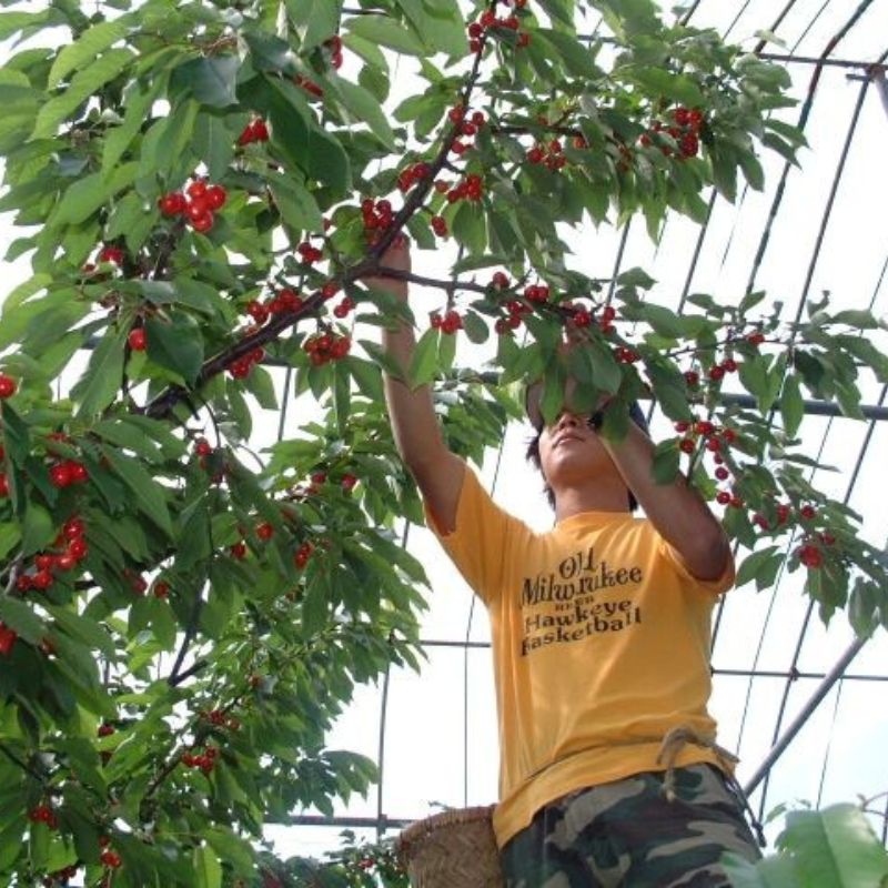 山形の完熟さくらんぼ 紅秀峰(バラ詰 1kg)_s70