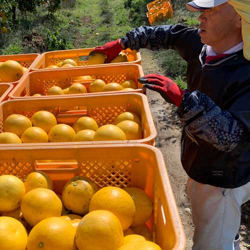 国産グレープフルーツ月夜実10kg_s25