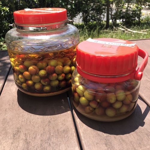 王隠堂農園の小梅3kg_s40