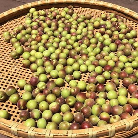 王隠堂農園の小梅3kg_s40