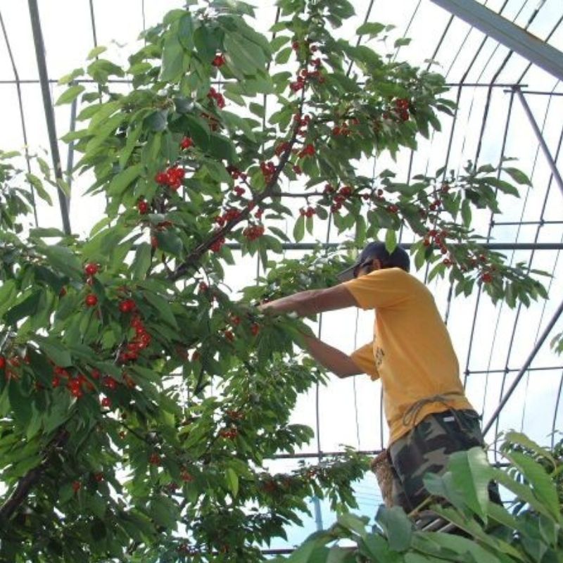 山形の完熟さくらんぼ 佐藤錦(バラ詰 2kg)_s70