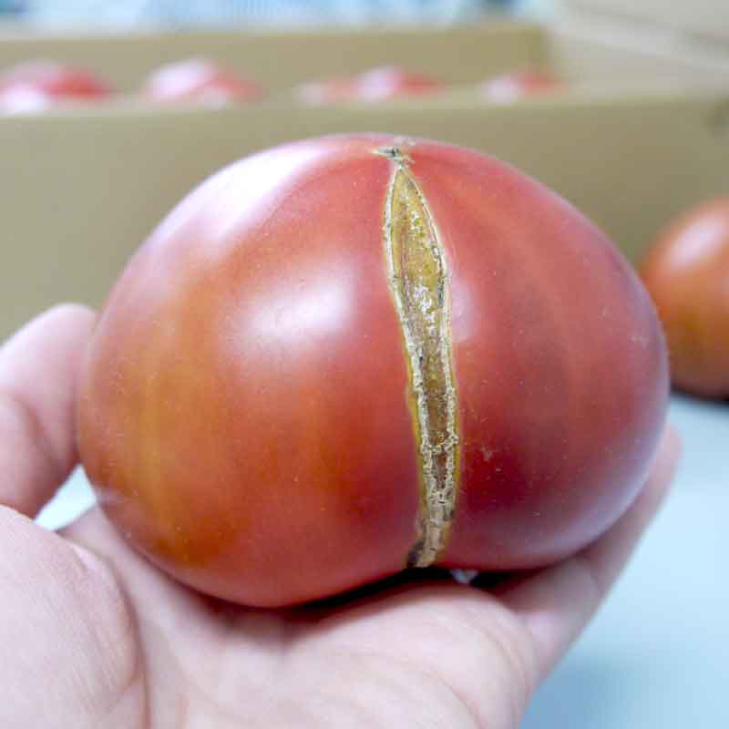 わけあり純情ハート3kg(糖度7度以上)たかしまフルーティトマト(数量限定)_s28