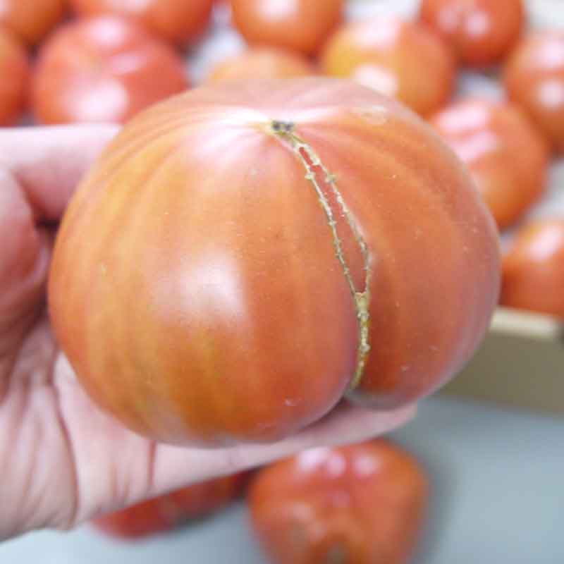 わけあり純情ハート3kg(糖度7度以上)たかしまフルーティトマト(数量限定)_s28