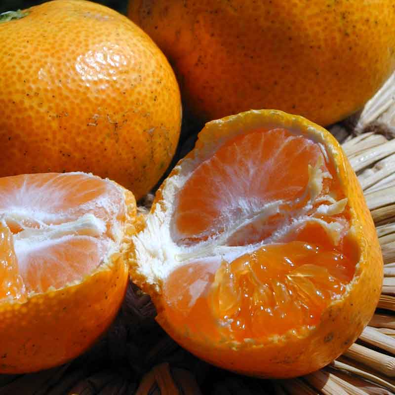 無茶々園の温州みかん3kg(S～2L)_s50